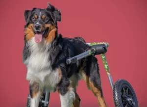 rear dog lift harness
