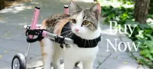 Cat Wheelchair