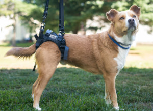 Dog uses rear support harness for weak back legs
