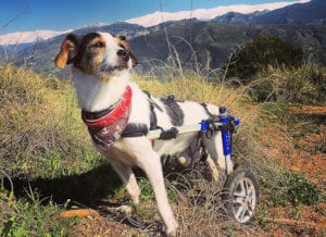 Jack Russell Terrier in Walkin' Wheels dog wheelchair on hike