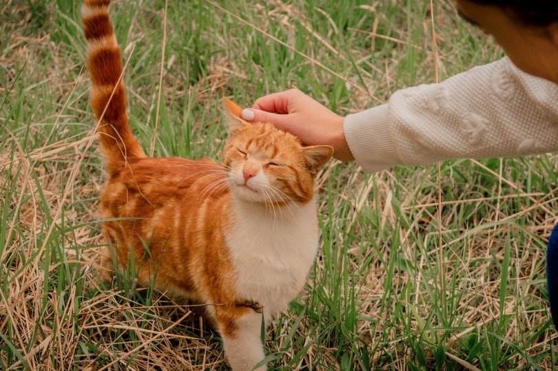 Petting a ginger cat outside