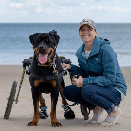 Wheelchair dog and owner relax on the beach