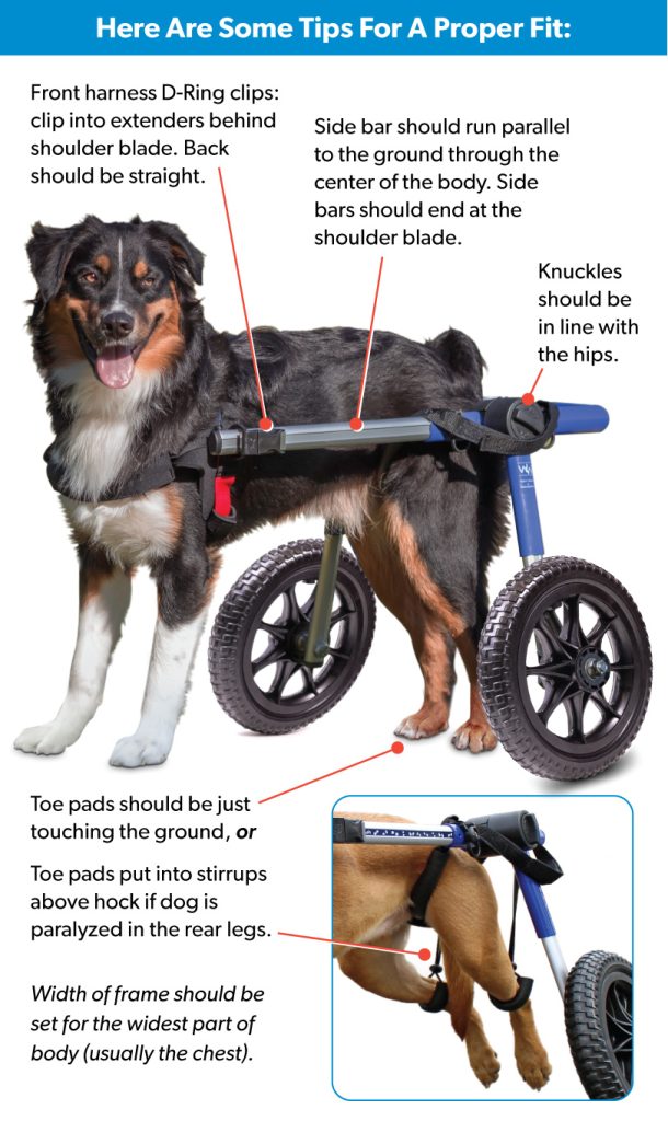 How to adjust a Walkin' Wheels dog wheelchair infographic