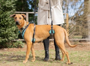 Dog support harness to help injured dog go outside