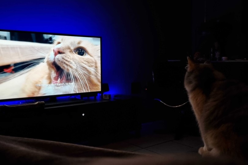 cat watching 'Inside the Mind of a Cat' on Netflix