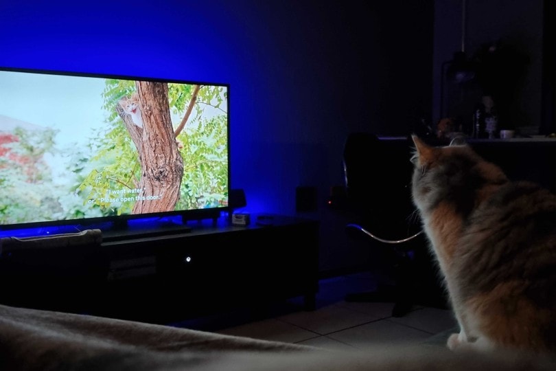 cat watching 'Inside the Mind of a Cat' on TV