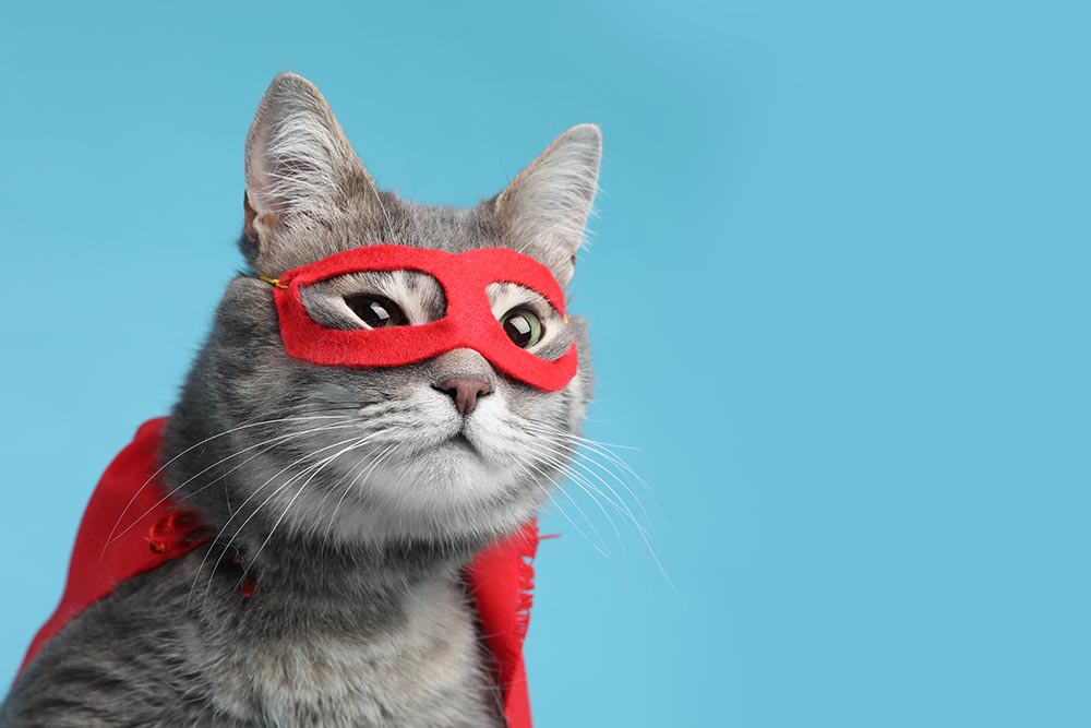 grey cat wearing red superhero costume