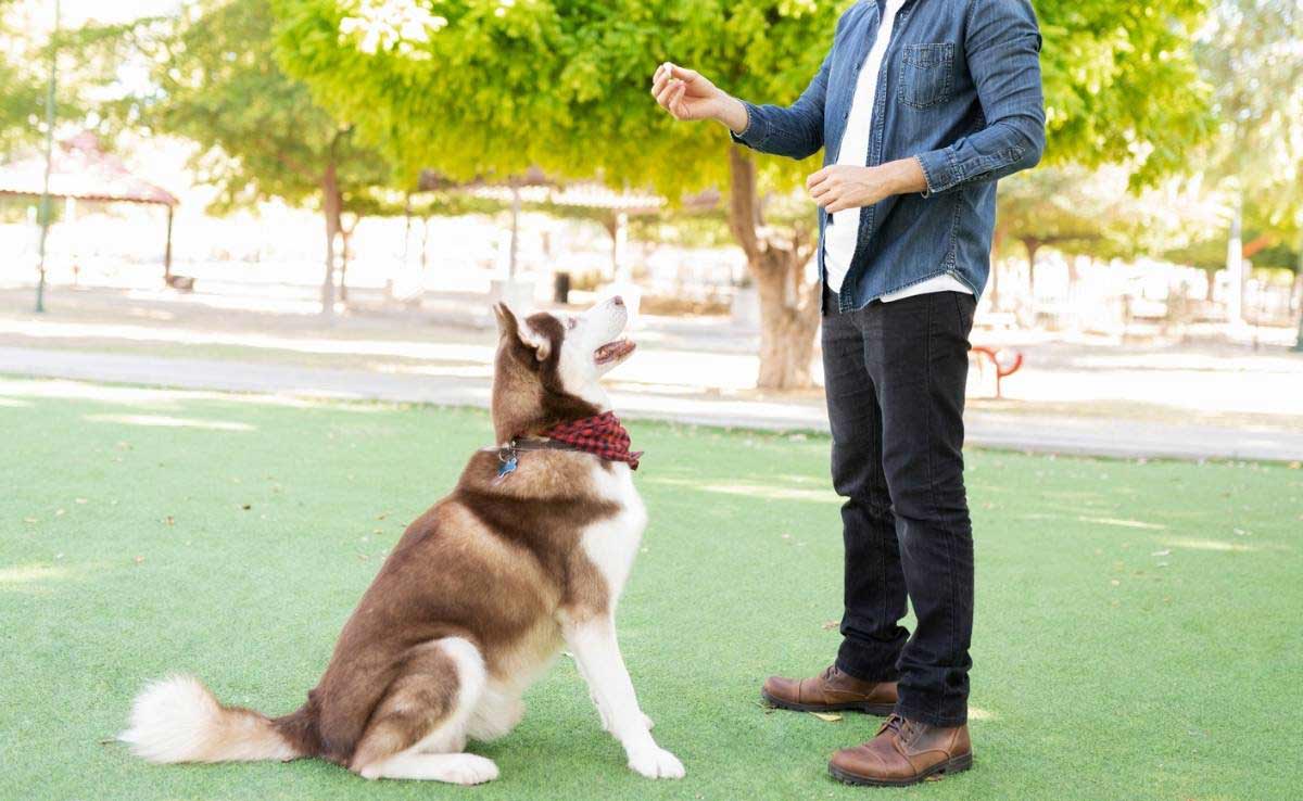 A dog trainer teaching a large dog to sit down in the park's green grass