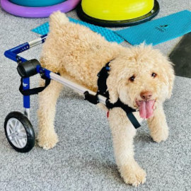 Dog wheelchair for rehabilitation therapy