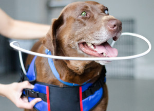 Blind dog halo for visually handicapped pets