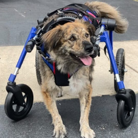 Full support wheelchair for dogs legs