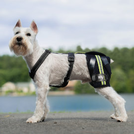Schauzer weares Hip-EEZ dog hip brace to beach