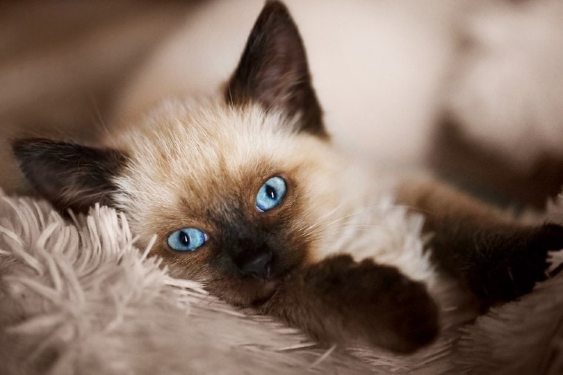 balinese kitten with blue eyes