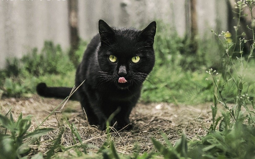 cat hunting in the wild