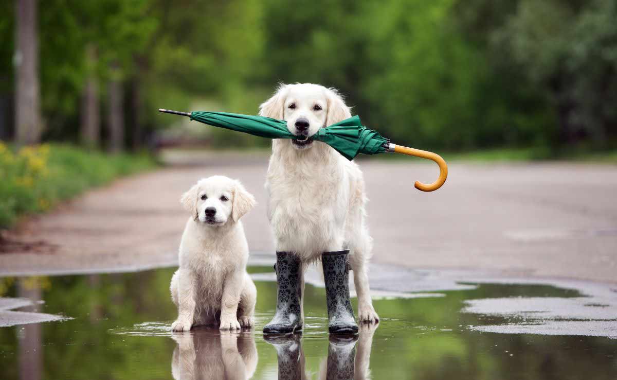 Golden retriever dog and puppy in a puddle with umbrella