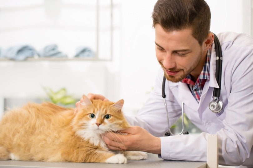 ginger cat check by vet