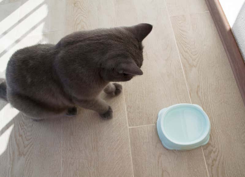 grey British cat looks at blue water bowl on the floor