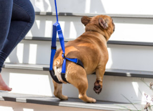 pup French Bull Dog getting up his front stairs with a dog rear support leash assisted by his pet parent