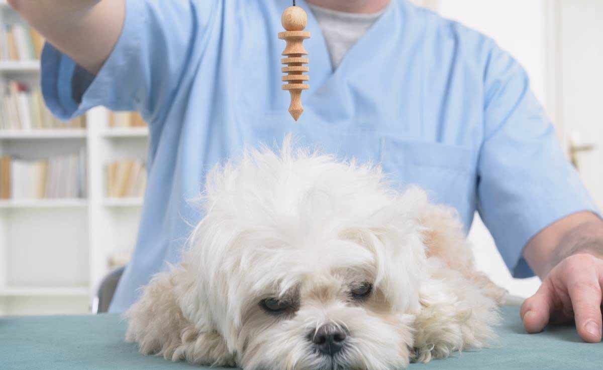 Vet using pendulum to check dog's health