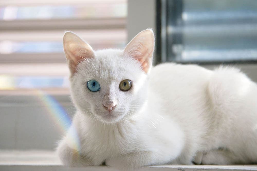white cat with blue and green eyes