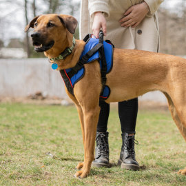 Front support harness for dog with weak front legs