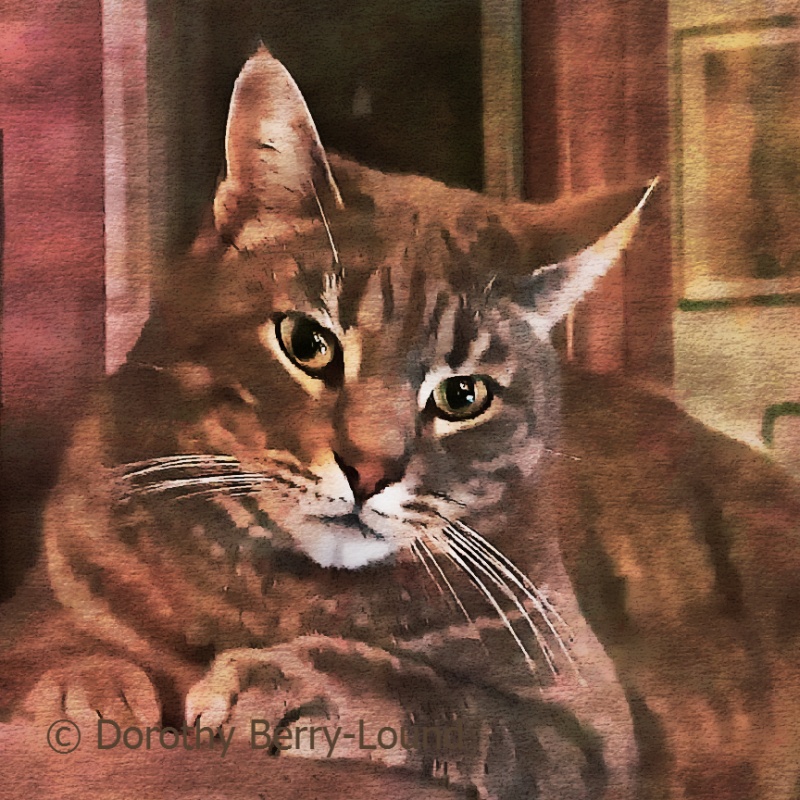 A grey tabby cat lays looking at the viewer with his paws neatly in front of him, ears pricked and eyes wide. It is the evening so it is low light and he looks almost brown in colour.