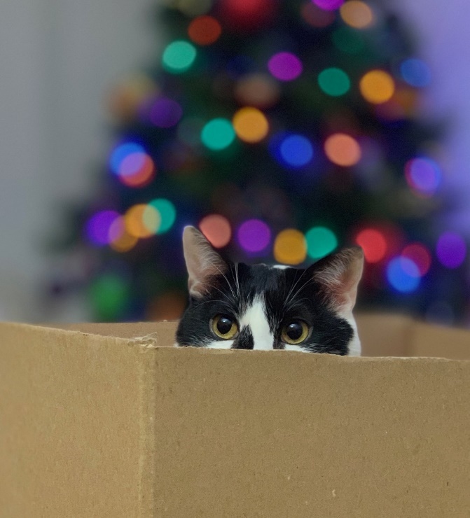 A cat peeking out of a box

Description automatically generated with medium confidence