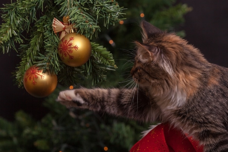 A picture containing tree, cat, red, mammal

Description automatically generated