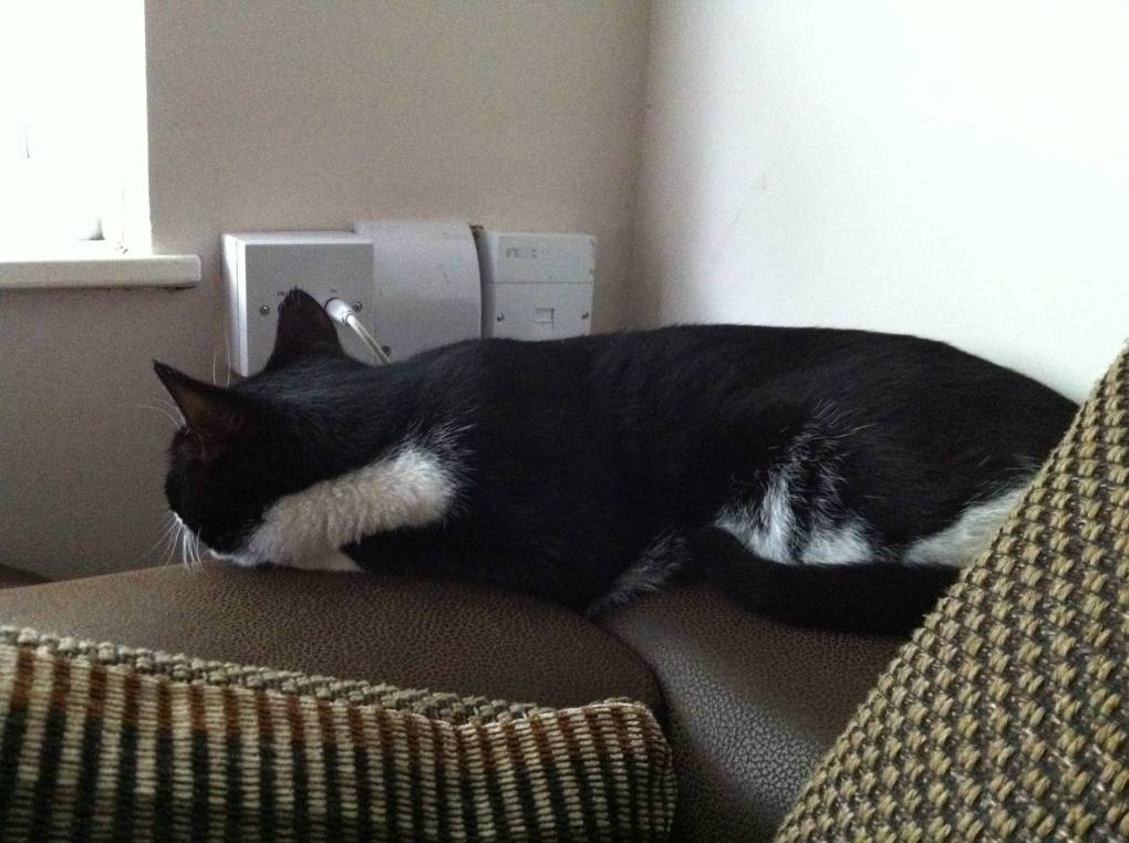 Oliver on sofa