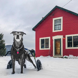 Wheelchair dog enjoys the yard at his new home