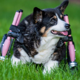 Corgi uses full support wheelchair for DM