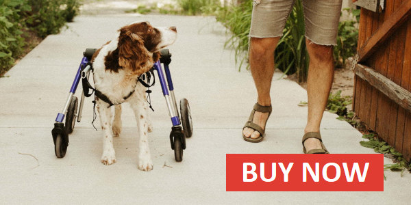 Buy a full support dog wheelchair