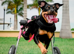 Rottweiler puppy runs in dog wheelchair