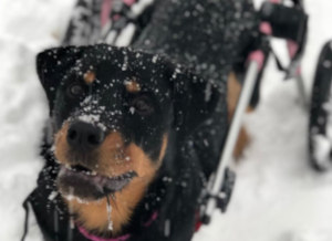 Rottweiler in dog wheelchair enjoys the snow
