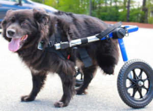 rear amputee dog wheelchair