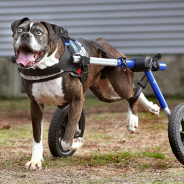 Paralyzed boxer in dog wheelchair