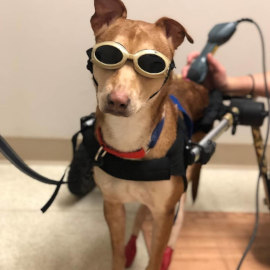 Small wheelchair dog uses laser for back pain