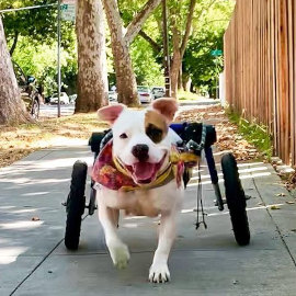 Willow the disabled dog enjoys a walk in her wheelchair