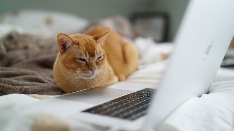 cat lying next to a laptop on bed