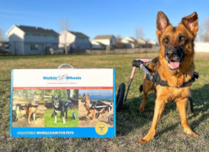 German Shepherd with Walkin' Wheels dog wheelchair
