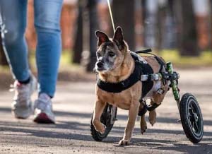 Dog Wheelchair and Rehabilitation