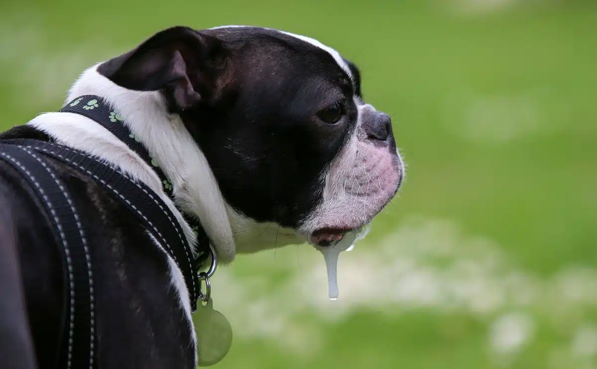 Boston Terrier dog drooling and dribbling outside