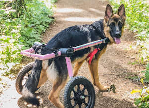 Dog wheelchair support for the rear leg