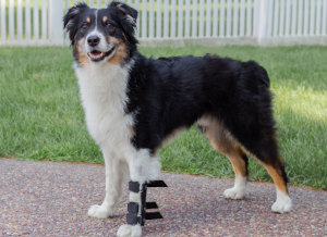 Carpal splint for dog lower front leg