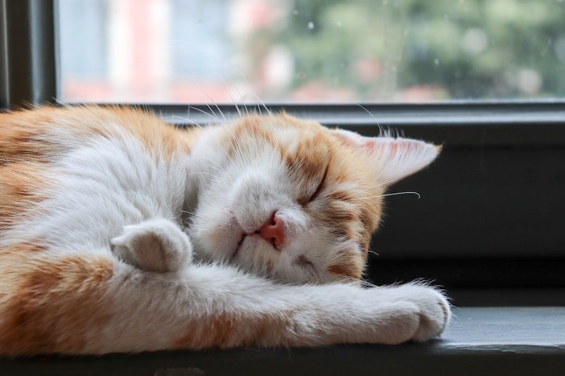 Orange and white cat sleeping on windowsill
