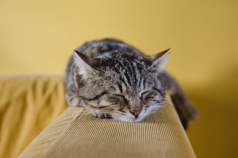 closeup of cat sleeping on couch