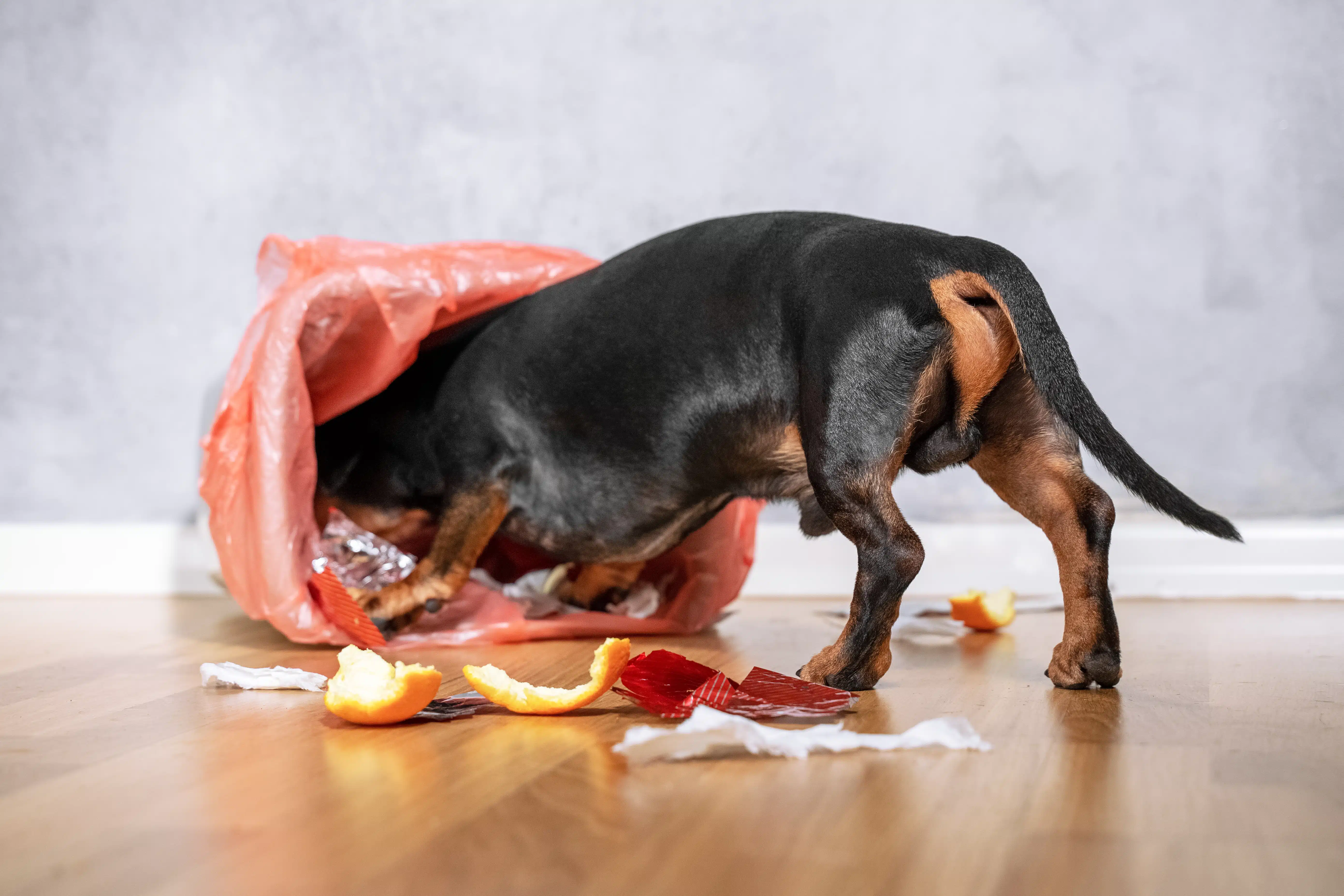 Dachshund dog getting into a pushed over garbage can on hardwood floors