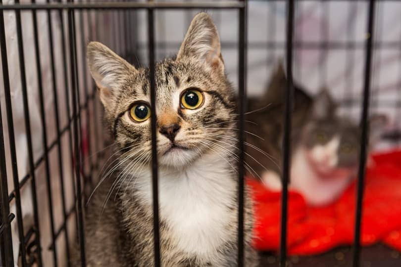 kittens in cage in a shelter