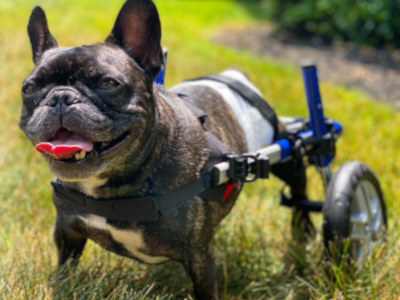 frenchie wheelchair for paralyzed french bulldog