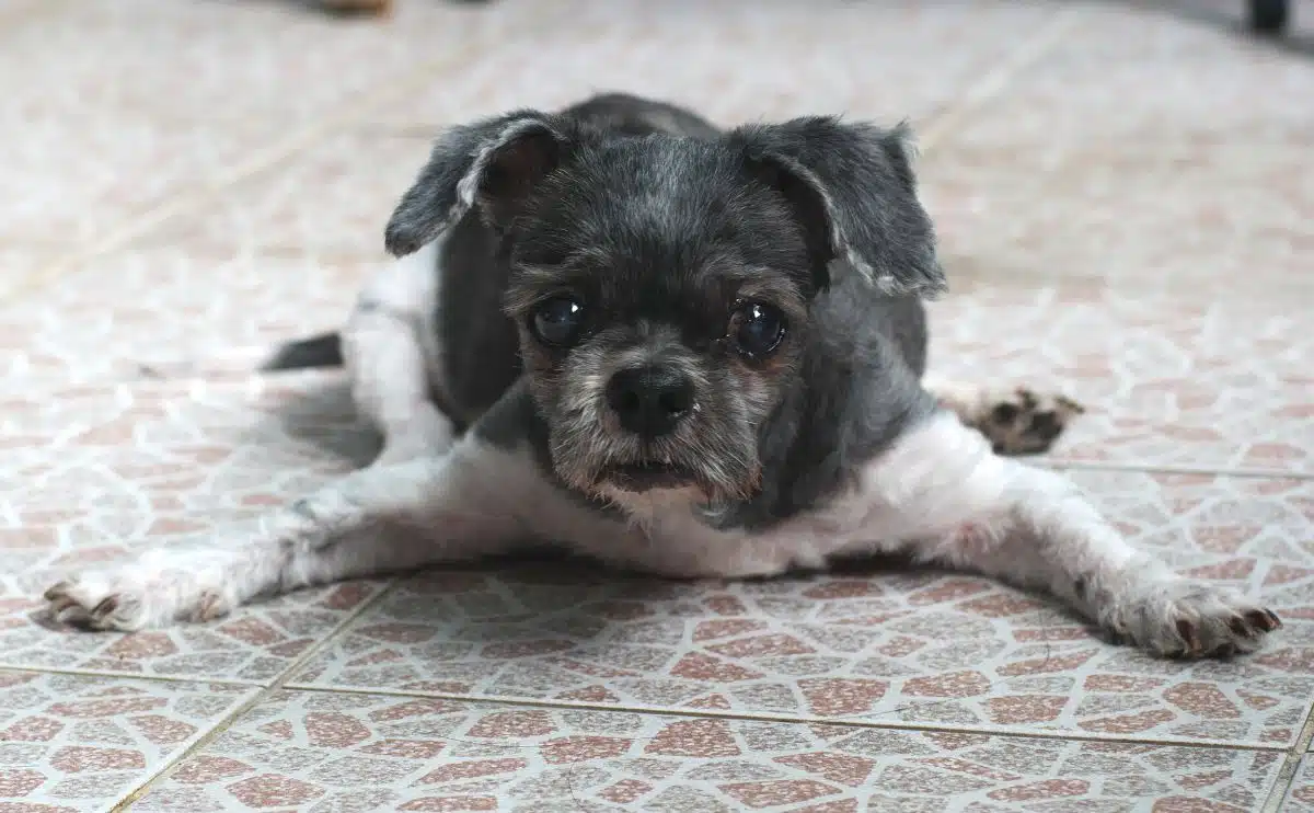 old shih tzu dog with short hair laying down on the floor with spreading front legs